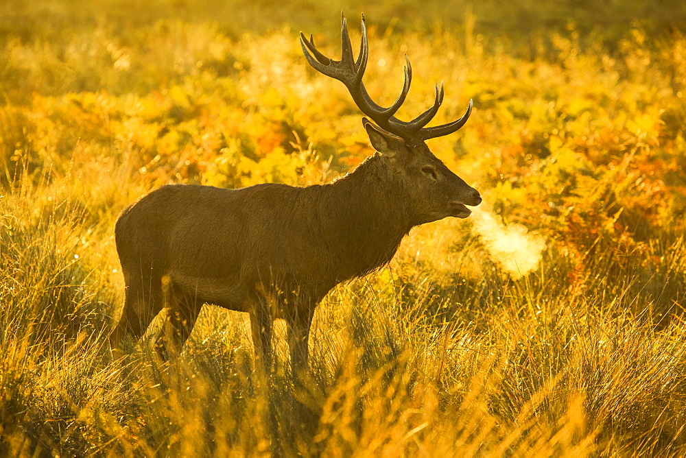 Red deer stag at sunrise, Richmond Park, Greater London, England, United Kingdom, Europe