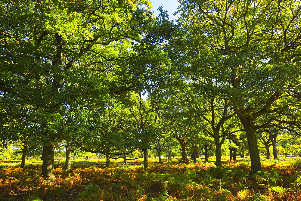 Oak trees, Richmond Park, Greater London, England, United Kingdom, Europe