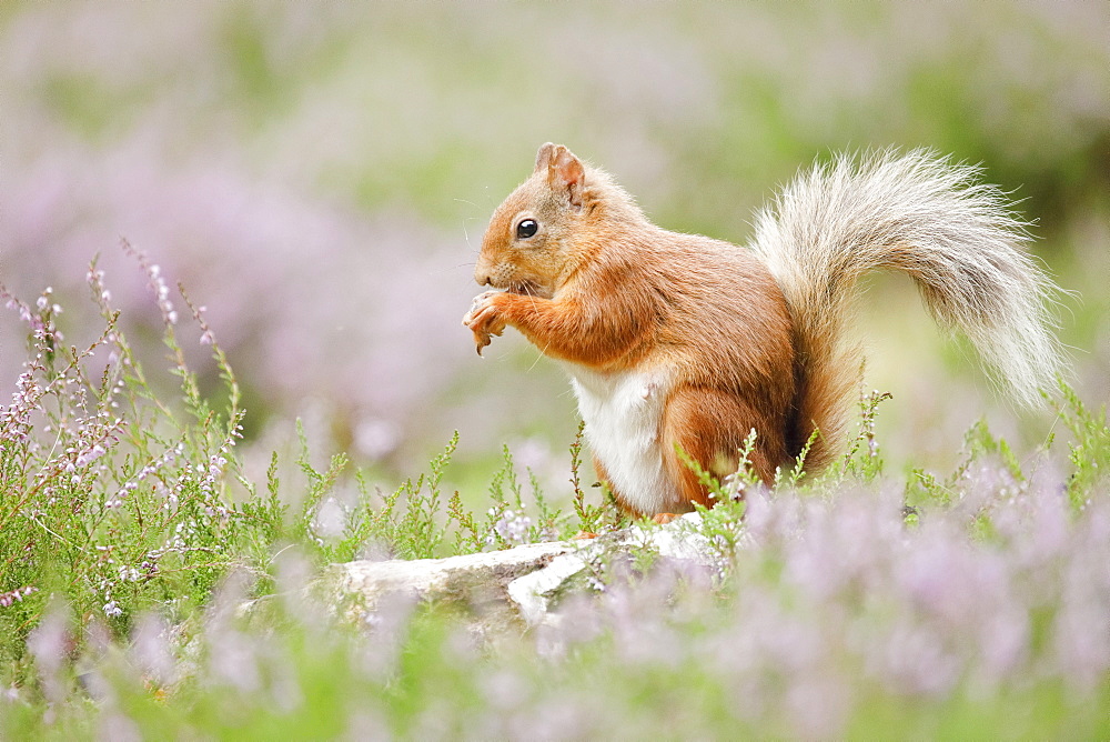 Eurasian Red Squirrel (Sciurus vulgaris), Scotland, United Kingdom, Europe