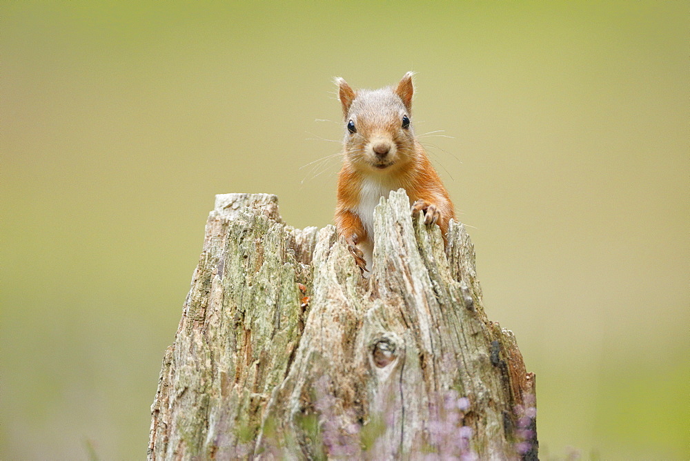 Eurasian Red Squirrel (Sciurus vulgaris), Scotland, United Kingdom, Europe