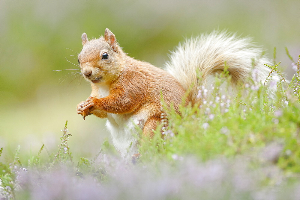 Eurasian Red Squirrel (Sciurus vulgaris), Scotland, United Kingdom, Europe