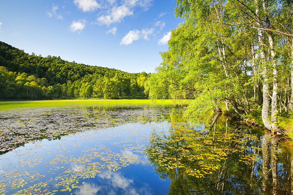 Pond in Craigellachie National Nature Reserve, Highlands, Scotland, United Kingdom, Europe