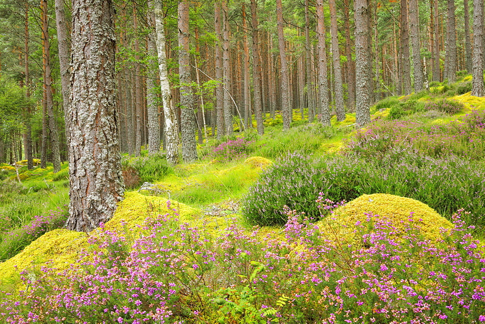 Caledonian pine forest, Carrbridge, Highlands, Scotland, United Kingdom, Europe