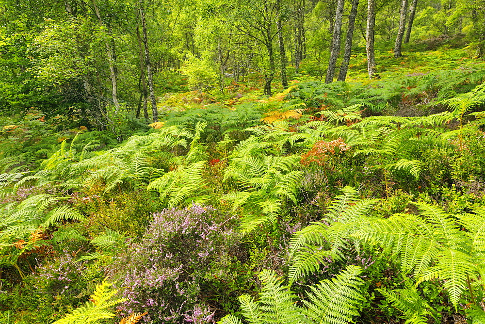 Craigellachie National Nature Reserve, Highlands, Scotland, United Kingdom, Europe