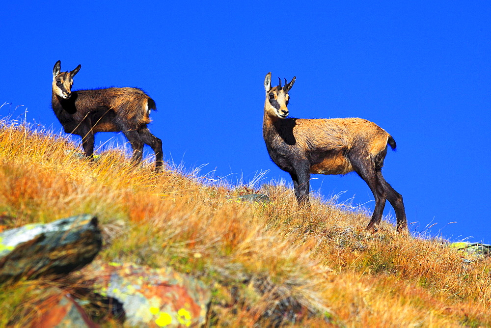 Alpine Chamois, Gaemse, Gemse, Rupicapra Rupikapra, Wallis, Vallais, Switzerland