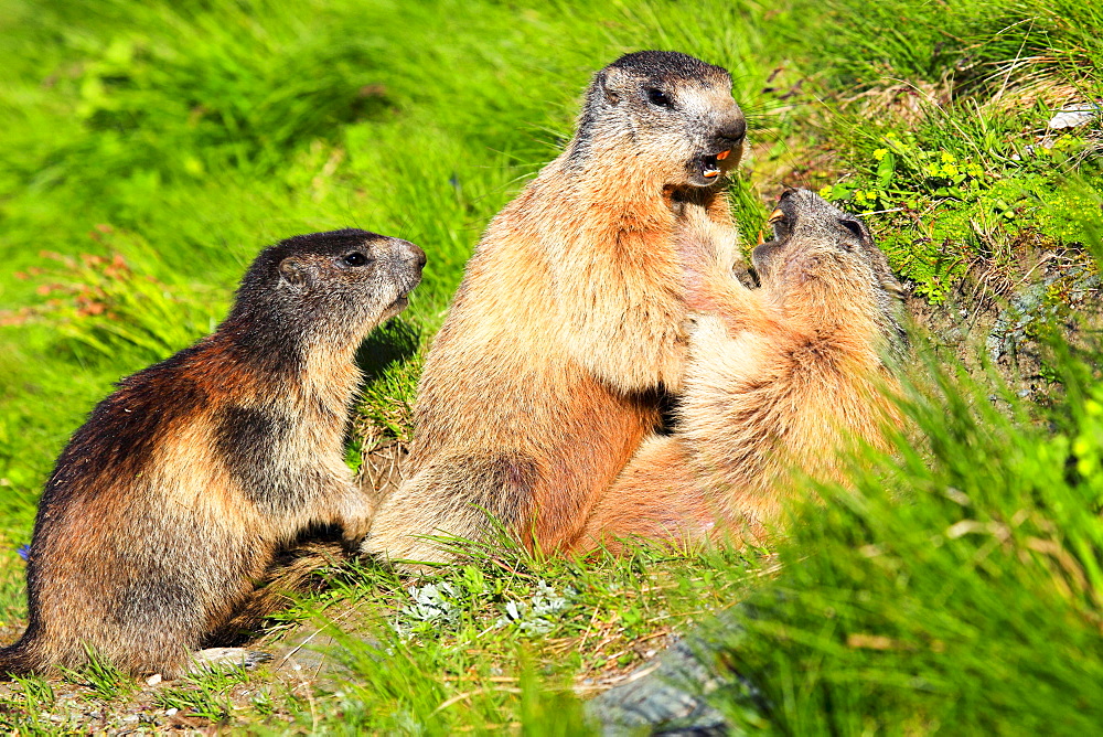 Alpine Marmot, Marmota marmota