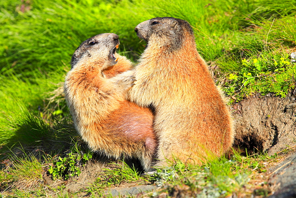 Alpine Marmot, Marmota marmota