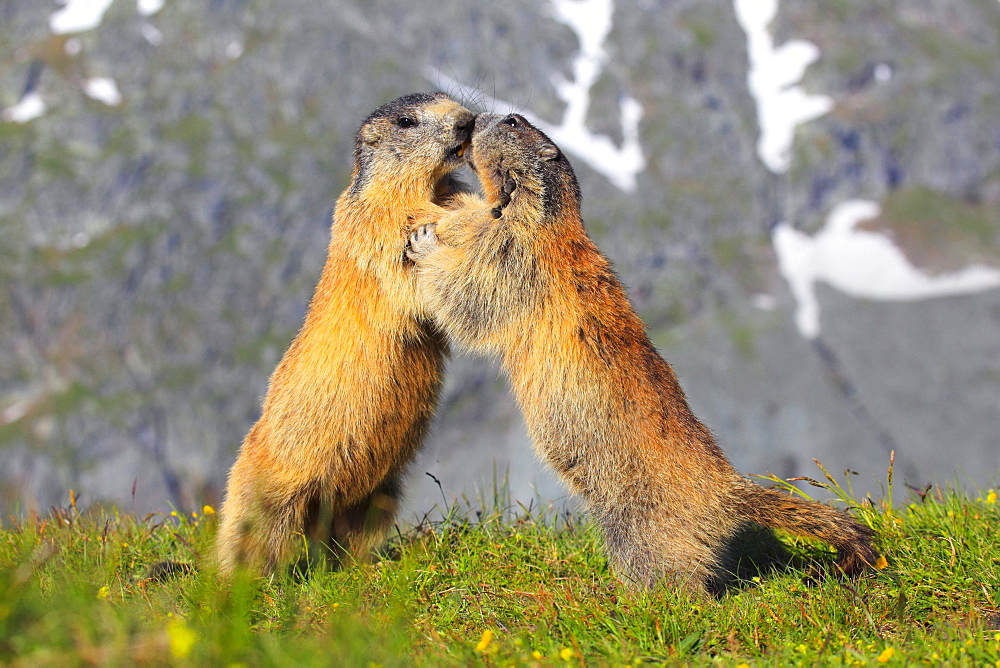 Alpine Marmot, Marmota marmota