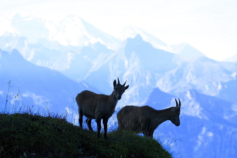 Ibex, Alpine, Ibex, Steinbock, Capra ibex, Bernese Oberland, Bern, Switzerland