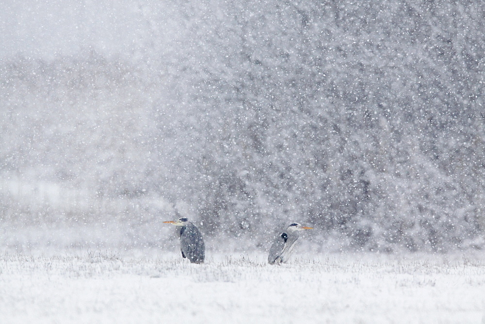 Graureiher, Ardea cinerea, Grey Heron, Zuercher Oberland, Schweiz