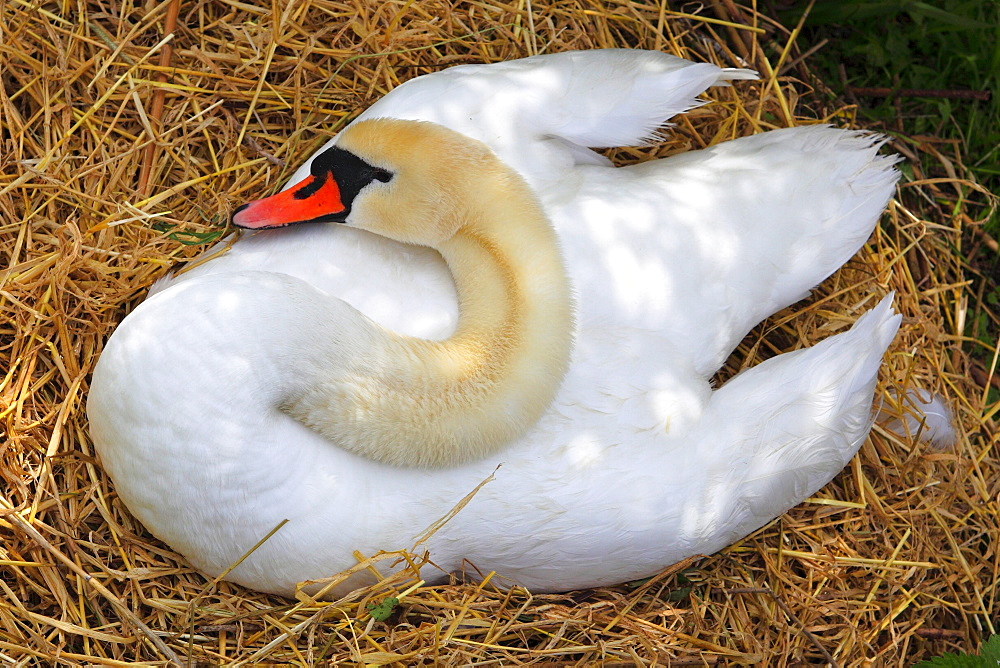 Mute Swan, Hoeckerschwan, Cygnus olor, breeding, Switzerland