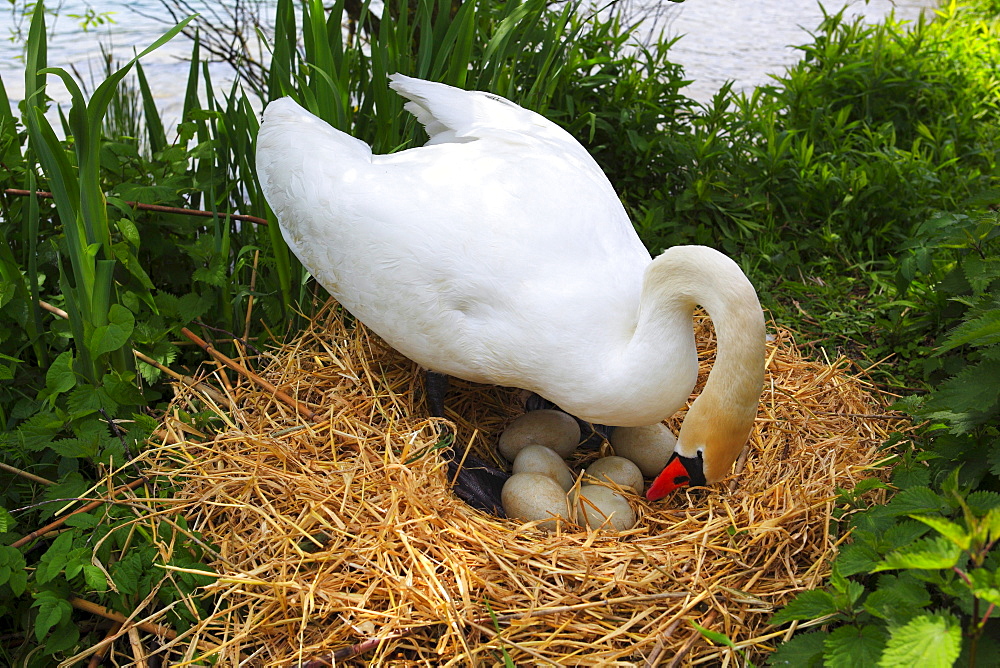 Mute Swan, Hoeckerschwan, Cygnus olor, breeding, Switzerland