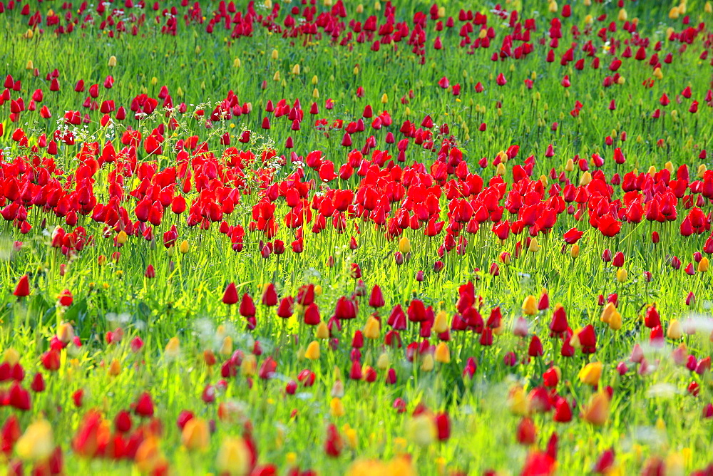 Tulip, Tulipa, Tulpe, Insel Mainau, Isle of Mainau, Konstanz, Germany