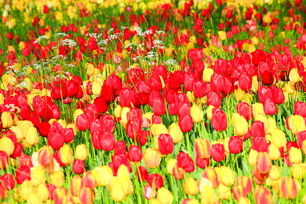 Tulip, Tulipa, Tulpe, Insel Mainau, Isle of Mainau, Konstanz, Germany