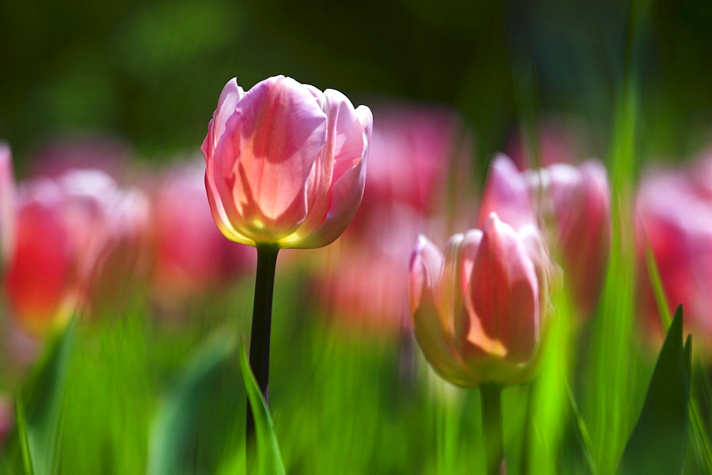 Tulip, Tulipa, Tulpe, Insel Mainau, Isle of Mainau, Konstanz, Germany