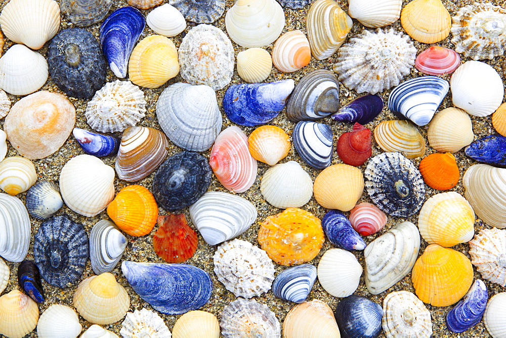 shells on beach, Sutherland, Scotland, arranged