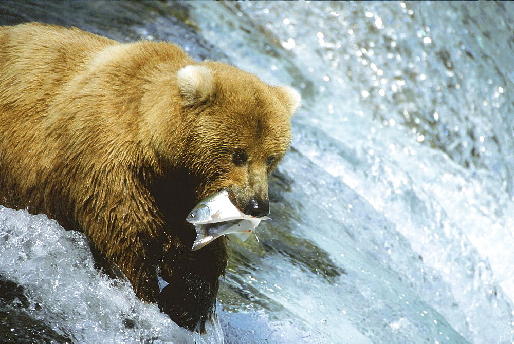 Brown bear, alaska. Brooks falls. Ursus arctos. Bear catching leaping sockeye salmon during the summer at a waterfall