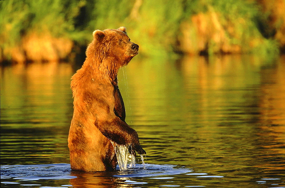 Brown bear, ursus arctos. Standing on hind legs, in water; early mornin