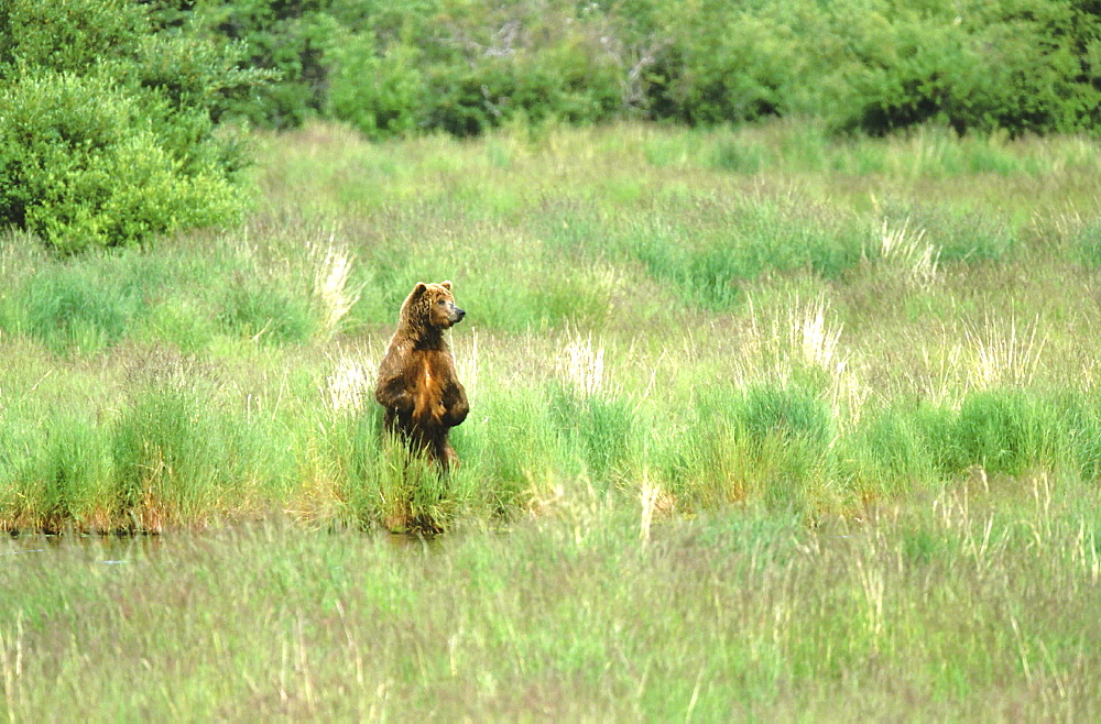 Brown bear. Ursus arctos. Standing on hindlegs at shoreline of lake; summe