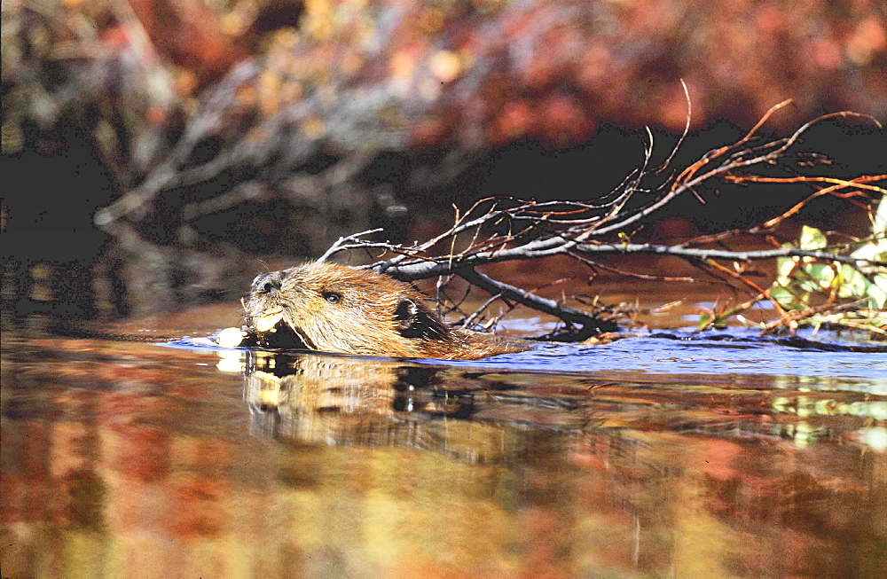 Beaver, castor canadensis. Swimming and pulling a branch ; red tundra refleced in the water. Canada