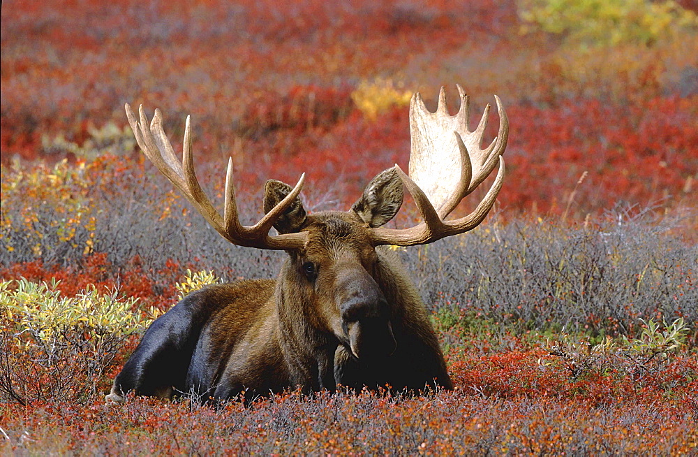 Moose, alces alces. Male bull standing in tundra in autumn. North america