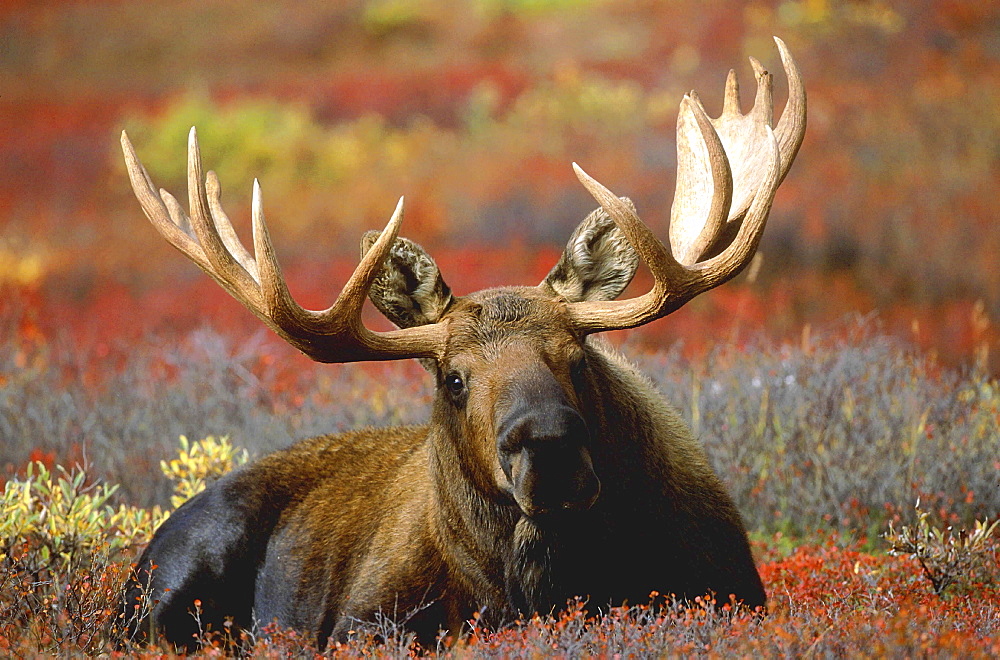 Moose, alces alces. Male bull standing in tundra in autumn. North america