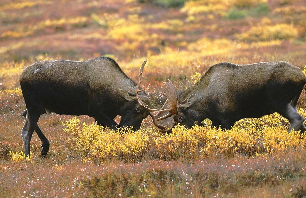 Moose, alces alces. Two males / bulls fighting; locking antlers during rutting season north america