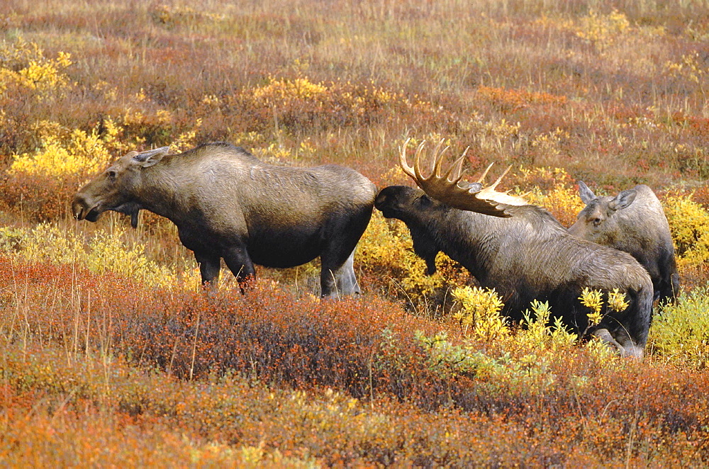 Moose, alces alces. In fall; female/cow and male/ bull; in mating season tundra in fall colour north america