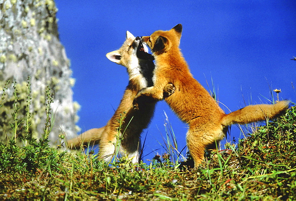 Red fox, vulpes vulpes. Two cubs play-fighting - standing on ther hind legs; summer .