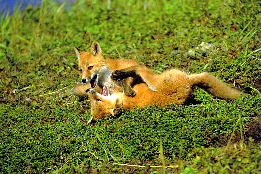 Red fox, vulpes vulpes. Two cubs play-fighting. Summer .