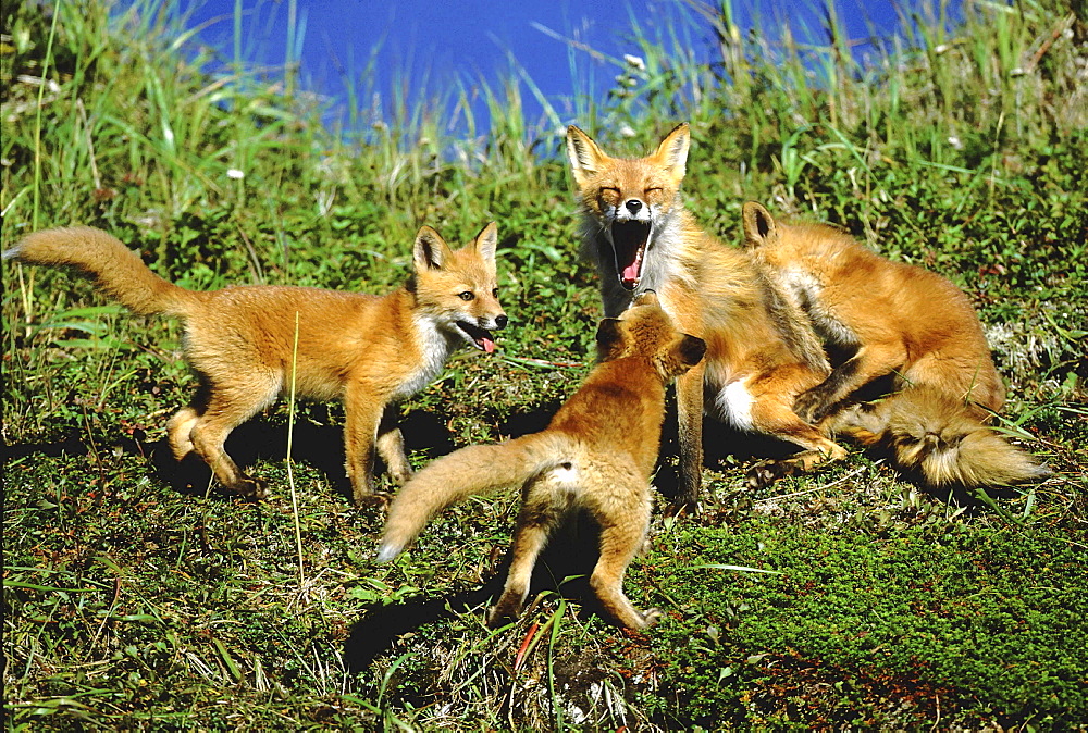 Red fox, vulpes vulpes. Mother and cubs. Summer .