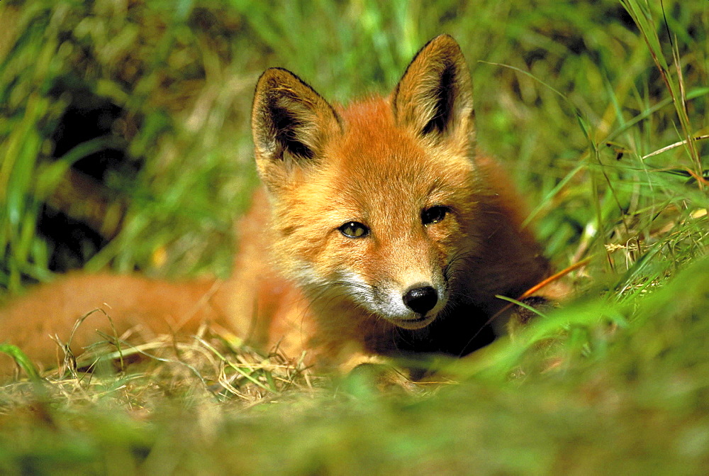 Red fox, vulpes vulpes. Portrait of young cub. Summer .