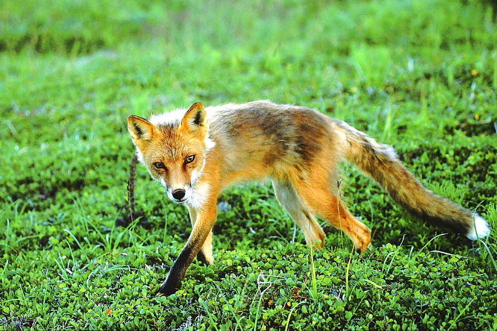 Red fox, vulpes vulpes. Portrait of fox walking in the tundra. Summer .