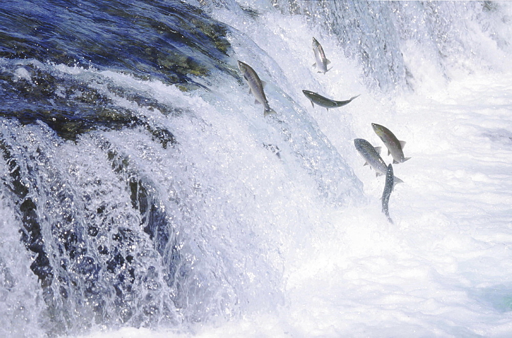 Sockeye salmon, oncorhynchus nerka. At waterfall / leaping over waterfall; summer usa, alaska, brooks falls