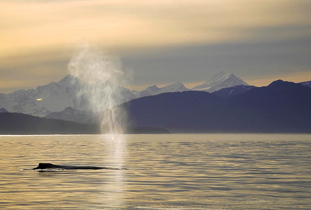 Humpback whale, megaptera novaeangliae. back and blowhole at sunset; mountains as backdrop; evening light