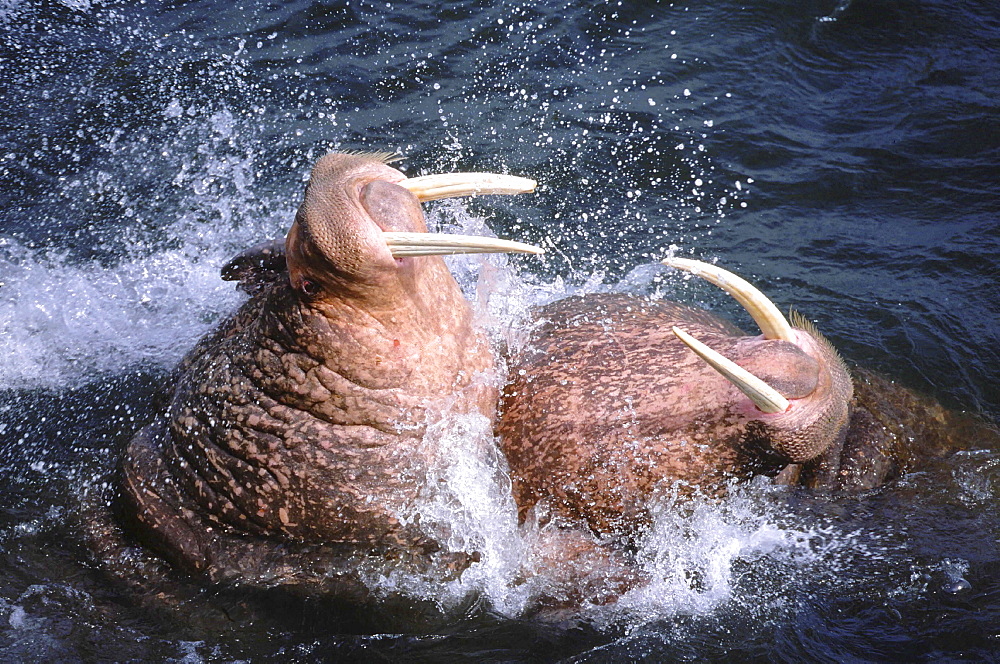 Walrus, odobenus rosmarus. Males/ bulls fighting in the water; long white tusks