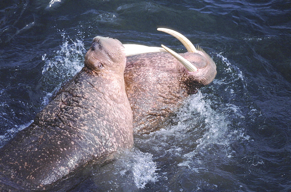 Walrus, odobenus rosmarus. Males/ bulls fighting in the water; long white tusks