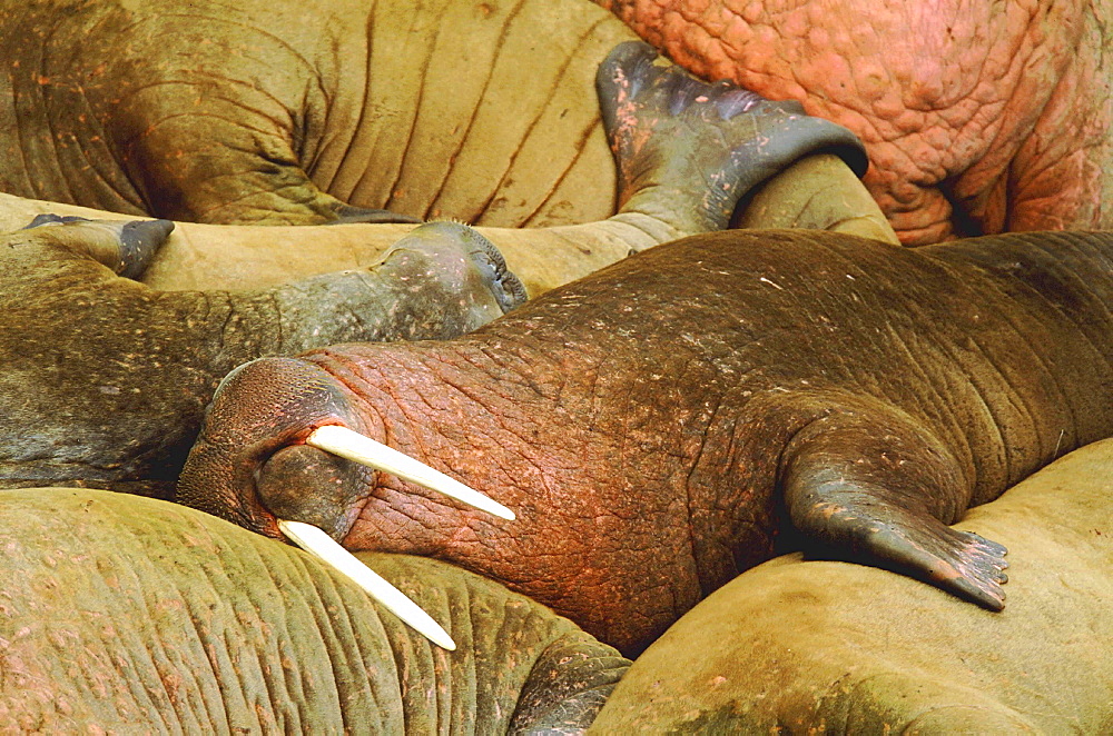 Walrus, odobenus rosmarus. Males/ bulls lying on top of each other; summer; long white tusks