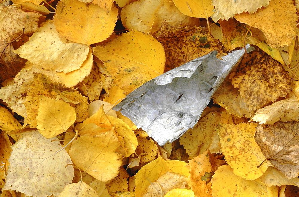 Birch tree. White bark of birch tree lying amongst a mass of yellow birch tree leaves; close up: autumn