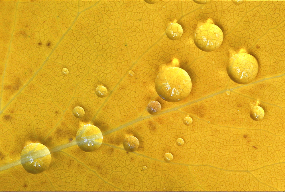 Birch tree. Birch tree leaf in autumn colour; with raindrops; close up