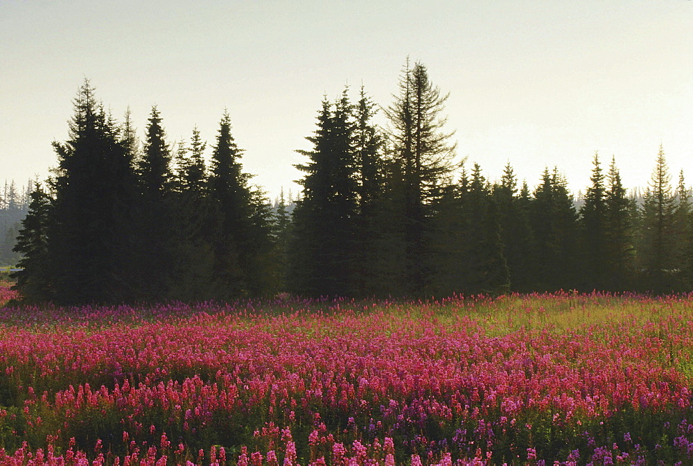 Fireweed, epilobium angustifolium. Field with mass of flowers in pink; morning light