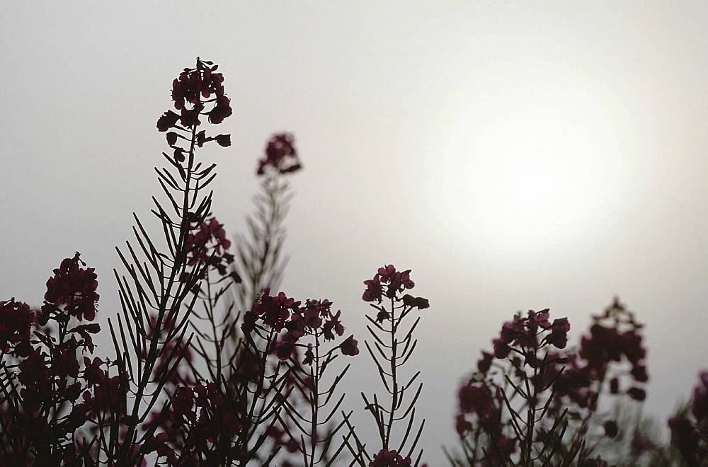 Fireweed, epilobium angustifolium