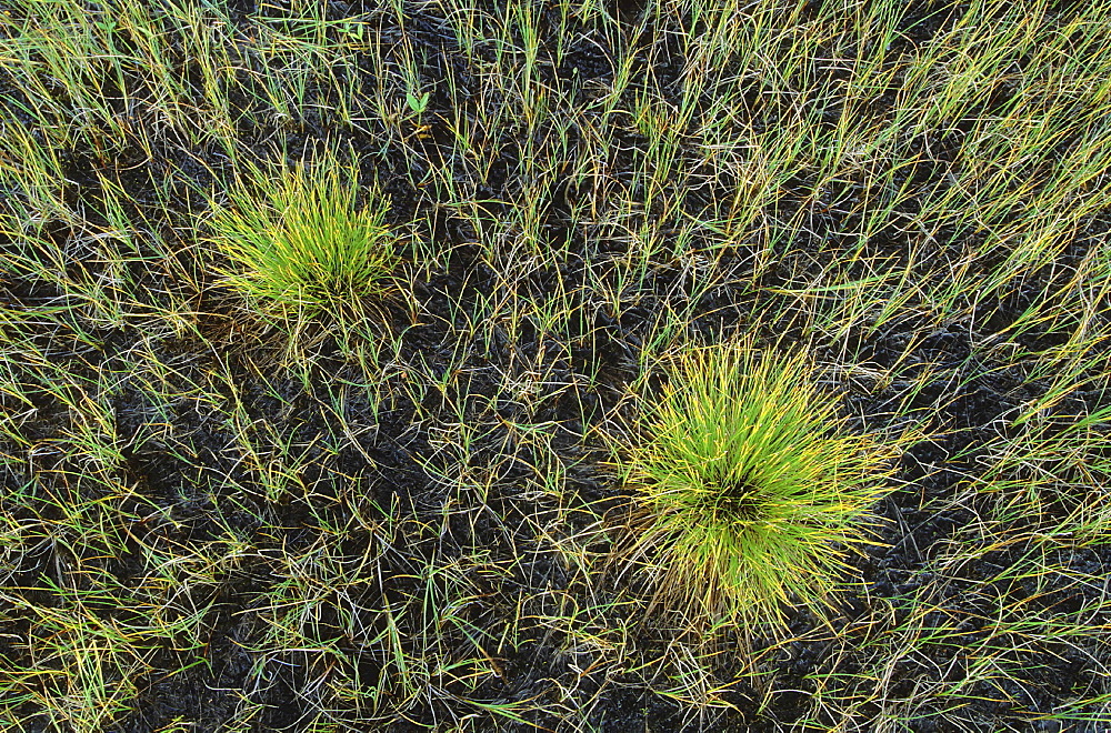 Grass in boggy area