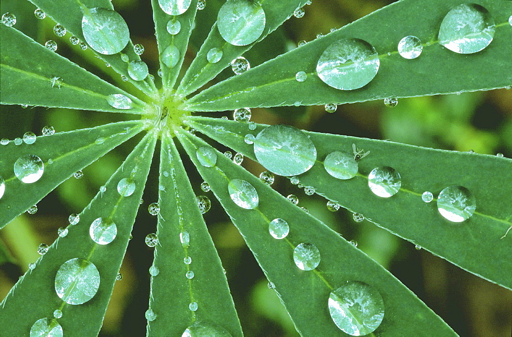 Close-up of a leaf. Lupine leaf with raindrops