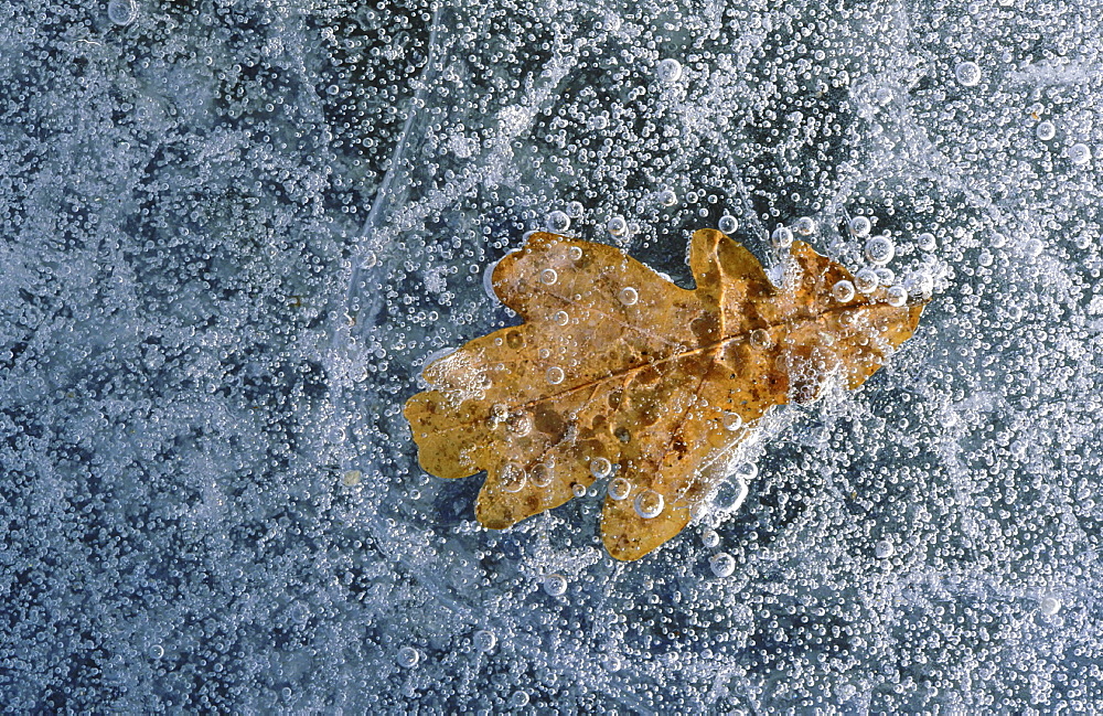 Oak tree leaf. Close-up of leaf under a lear of ice