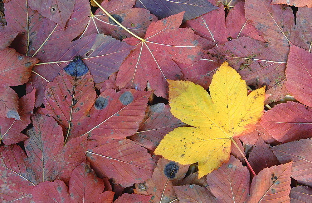 Maple tree leaves in autumn