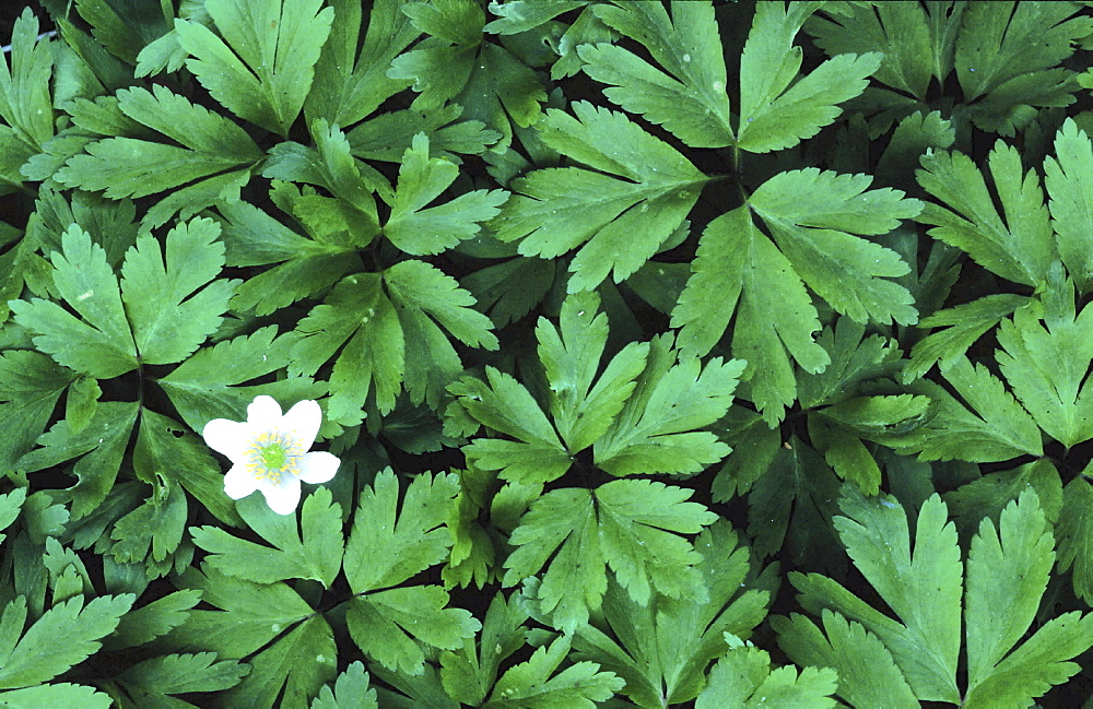 Wood anemone, anemone nemorosa. One flower amongst lots of leaves; spring