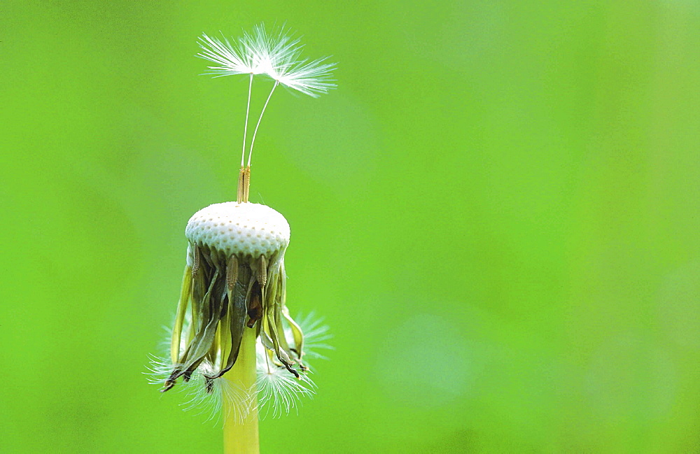 Dandelion, taraxacum officinale. Close up of seedheads in spring