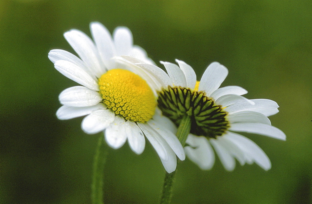 Chrysanthemum, chrysanthemum leucanthemum. Close up of two buds; with water drops; morning dew