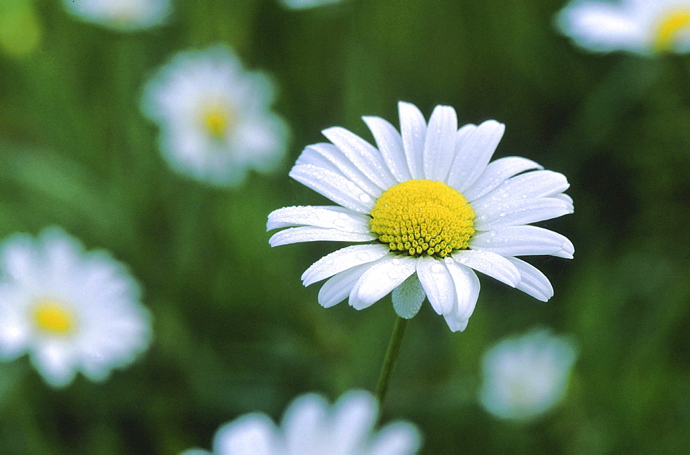 Chrysanthemum, chrysanthemum leucanthemum. Close up of two buds; with water drops; morning dew